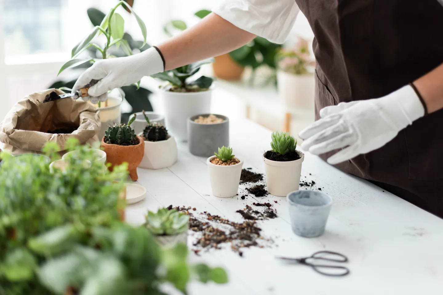An e-commerce site where people (mainly in the UK) can buy things like Hedging plants, shrubs, trees and fertilisers.